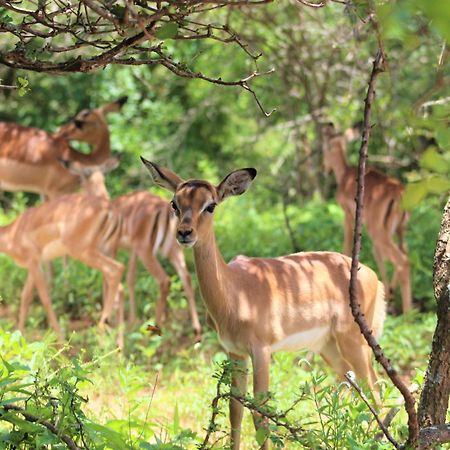 Apartamento Kruger Kumba - Lahlekile Nathi Marloth Park Exterior foto