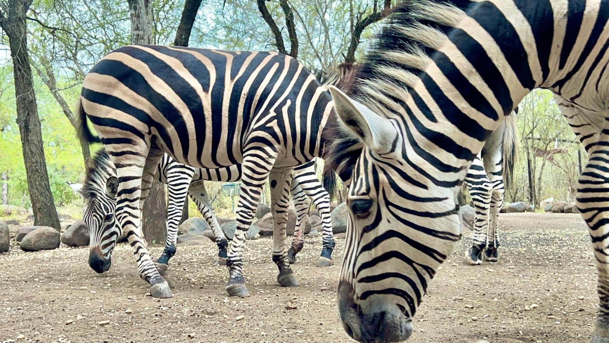 Apartamento Kruger Kumba - Lahlekile Nathi Marloth Park Exterior foto