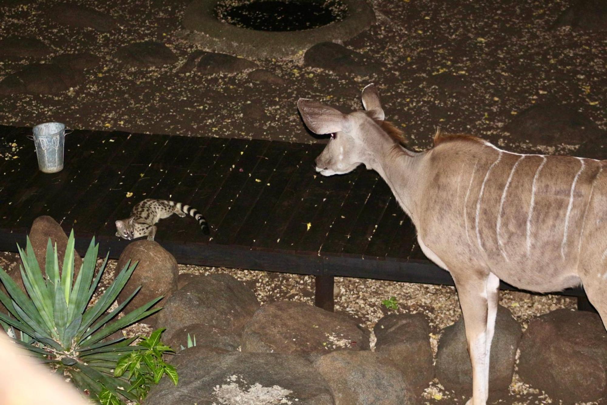 Apartamento Kruger Kumba - Lahlekile Nathi Marloth Park Exterior foto